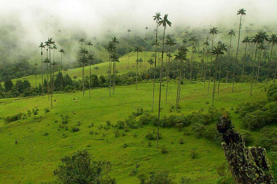 Valle del Cocora, cuna de la palma de cera (Ceroxylon Quindiuense), hábitat del loro orejiamarillo y del cóndor de los Andes.