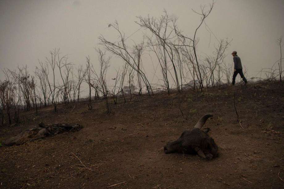 La cabeza de un animal quemada por los incendios forestales fue encontrada en Porto Jofre, estado de Mato Grosso.