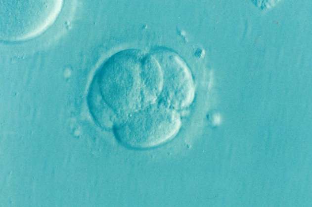 Por primera vez cultivan embriones fuera del útero por 20 días