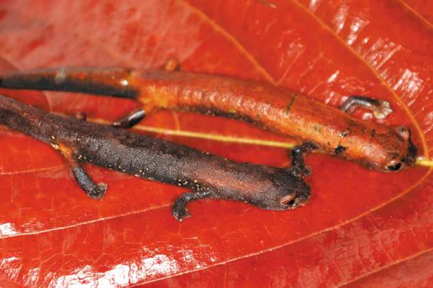 Nueva especie de salamandra honra a los Yariguíes