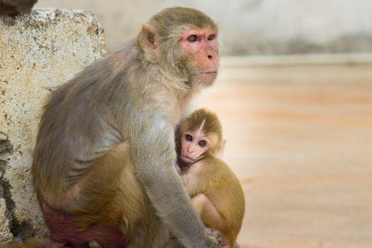 Los macacos construyeron nuevas relaciones en lugar de fortalecer las existentes y tendieron a oponer menor resistencia para formar nuevas conexiones.