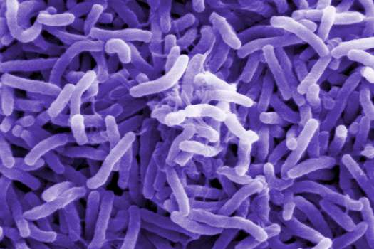 Imagen de la "Vibrio cholerae", la bacteria causante del cólera.