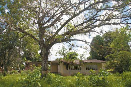 Este árbol de mango fue “testigo mudo” de la guerra. Allí torturaron y asesinaron a varias víctimas de Puerto Torres (Caquetá). Fue derribado en 2018. / María Luisa Moreno - CNMH