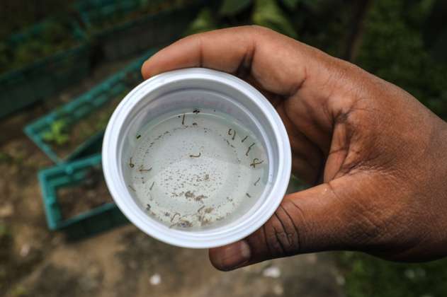 Las cifras que deja el dengue en Colombia hasta el momento