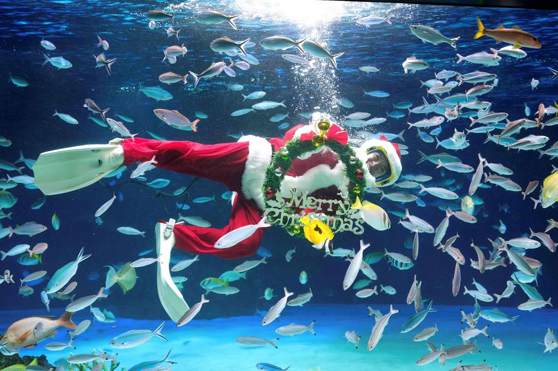 Un buzo vestido con un disfraz de Santa Claus nada con peces en el Sunshine Aquarium en Tokio, Japón.
