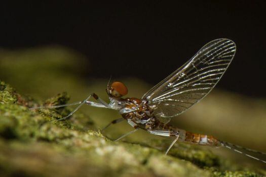 Insectos del orden Ephemeroptera, que como su nombre lo dice, son efímeros.