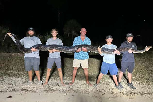 Capturan la segunda pitón birmana más grande en la Florida: pesaba 90 kilos