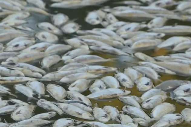 Millones de peces muertos bloquearon río australiano, ¿por qué?