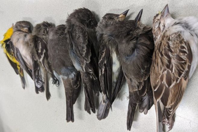 Necropsy reveals that migratory birds in the United States were starving