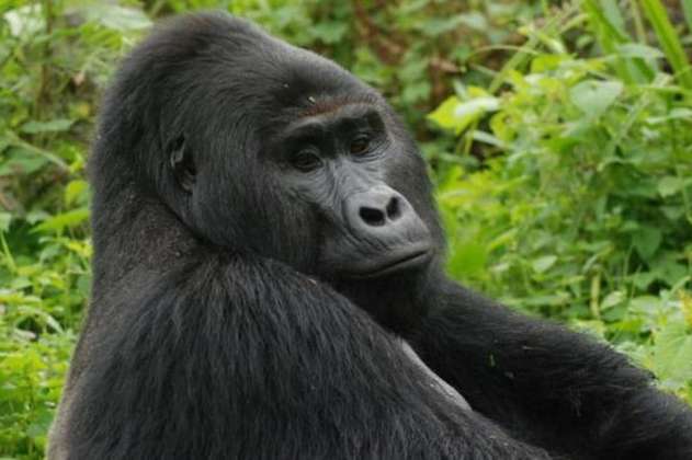 Rafiki, uno de los gorilas más famosos de Uganda es asesinado por cazadores furtivos