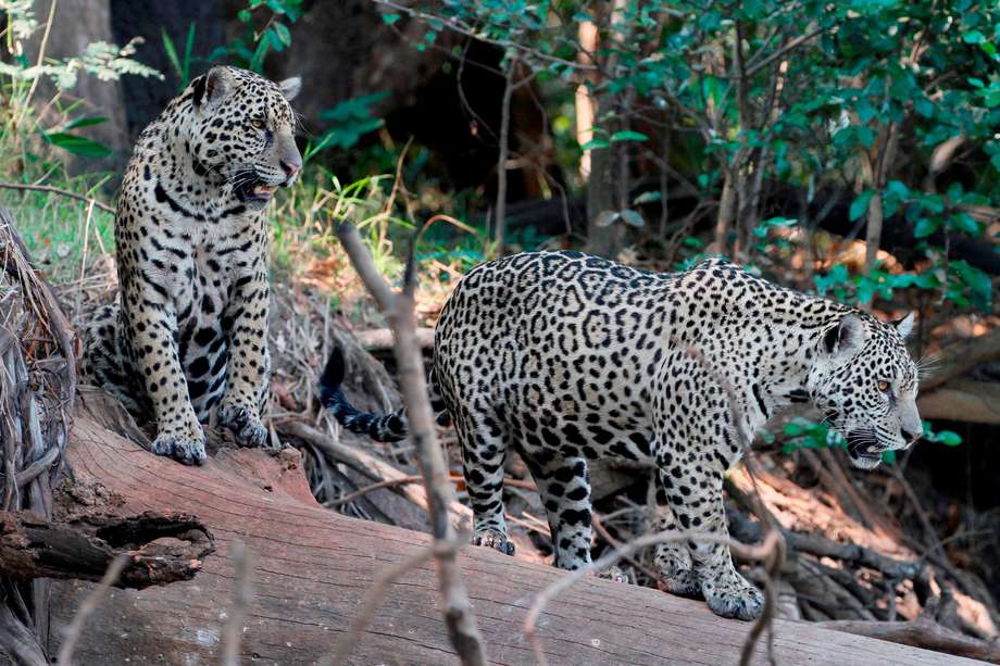 El jaguar (Panthera Onca) ha perdido el 50% de su territorio en los últimos 100 años. / Cortesía Rafael Hoogesteijn