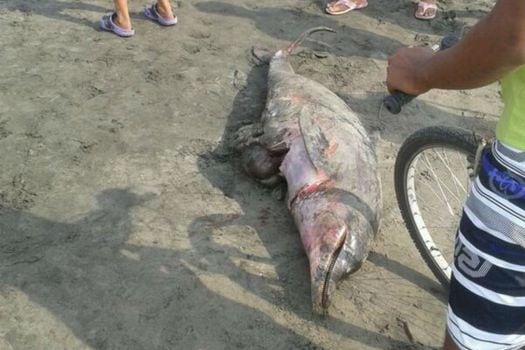 Investigan causas de muerte de dos delfines en el Atlántico