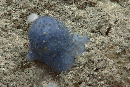Científicos conmocionados con un “organismo azul desconocido” del mar Caribe
