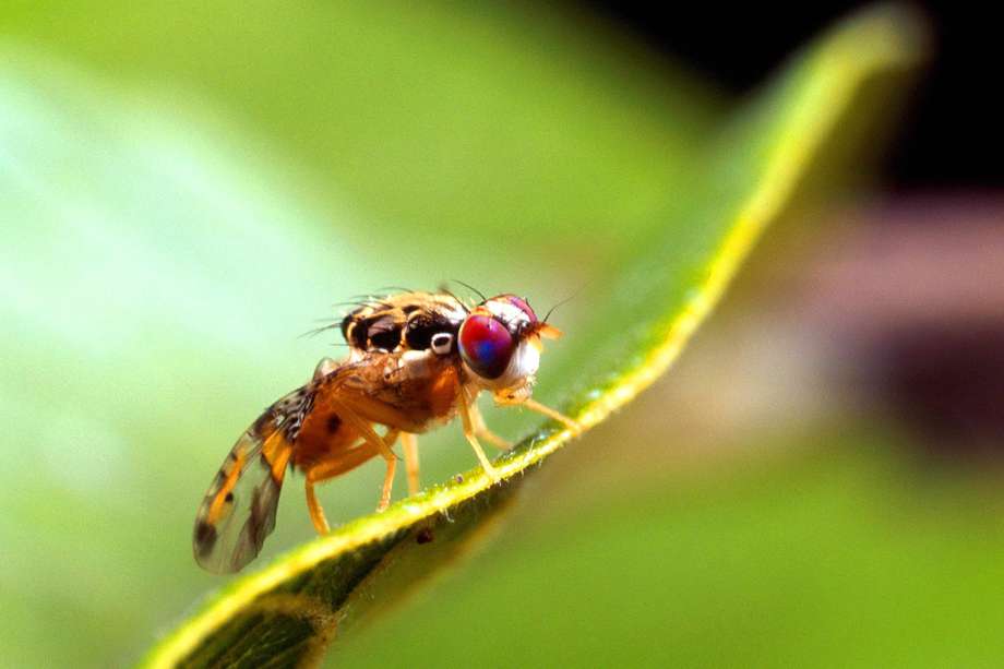 Imagen de la mosca de la fruta.