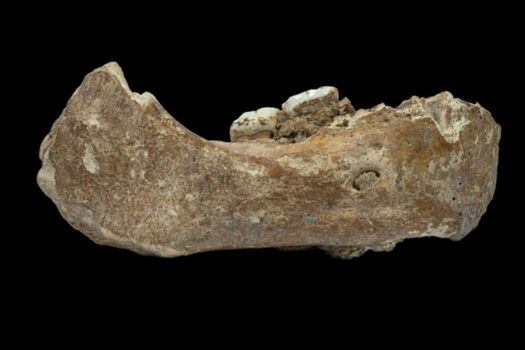 Su ADN no se conservó, pero los arqueólogos examinaron los proteomas de su dentina, el segundo tejido más duro del cuerpo, y hicieron un árbol filogenético. / Dongju Zhang / Lanzhou University