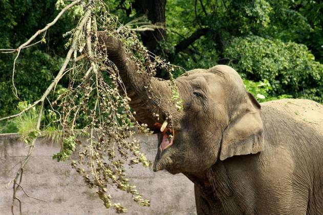 Los elefantes pueden oler cuánta comida hay en un lugar
