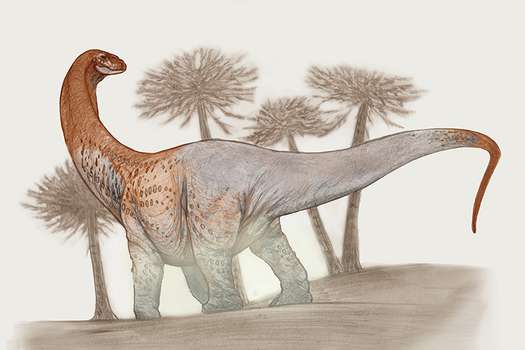 Reconstrucción de Chucarosaurus en vida. Ilustración: Sebastián Rozadilla.