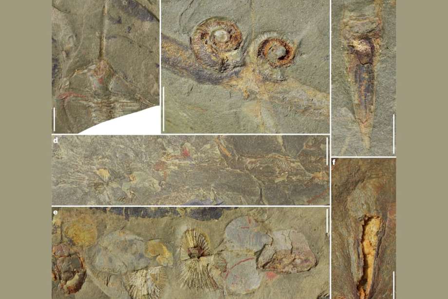 Fotografías tomadas de los más de 400 fósiles hallados en Montaigne Noire.