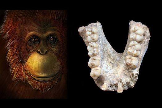 Representación artística de Gigantopithecus blacki (izquierda) y mandíbula fósil de esta especie (derecha). / Ikumi Kayama y Wei Wang con Theis Jensen