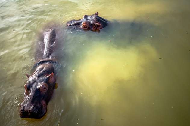 Es oficial: el hipopótamo fue declarado como especie invasora en Colombia