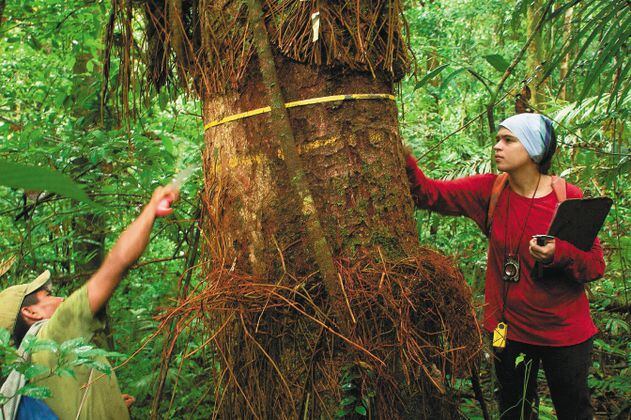 Monitorear los árboles de la Amazonia para entender el cambio climático en Colombia