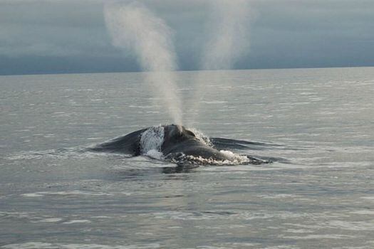 Las ballenas combinaban vocalizaciones ya conocidas por los científicos en las canciones: usaban con más frecuencia "disparos de rifle".  / NOAA Photo Library