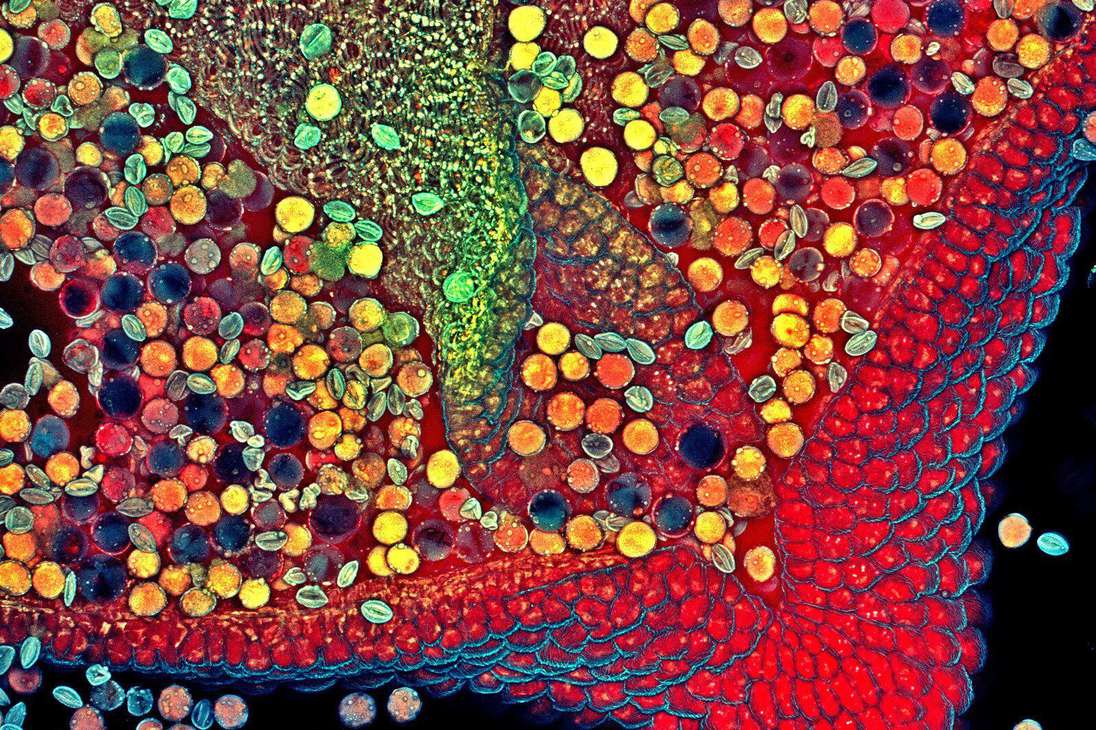 El sexto lugar se lo llevó la macrofotografía de la antera de una flor de la planta de Herbe. Decenas de colores pueden verse en el diminuto fragmento.