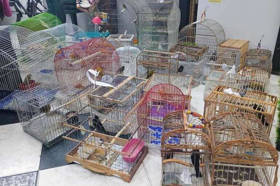 Las aves habían sido capturadas en el municipio de Gachetá, Cundinamarca, y las habían traído hasta Bogotá para mantenerlas en jaulas como mascotas.