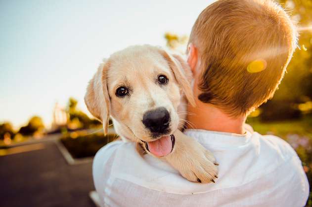 Las posturas de tu perro que indican que es feliz