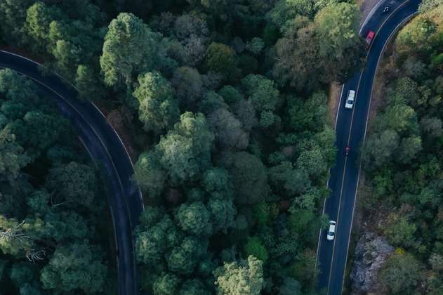 Plantar árboles junto a las carreteras reduciría la contaminación del aire
