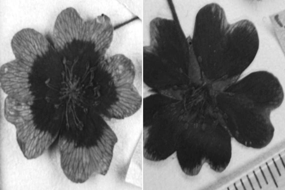 La flor de cinquefoil alpinas  de la izquierda fue recolectada en 1977 y la de la derecha en 1999. Son claros los patrones de pigmento ultravioleta  diferentes.