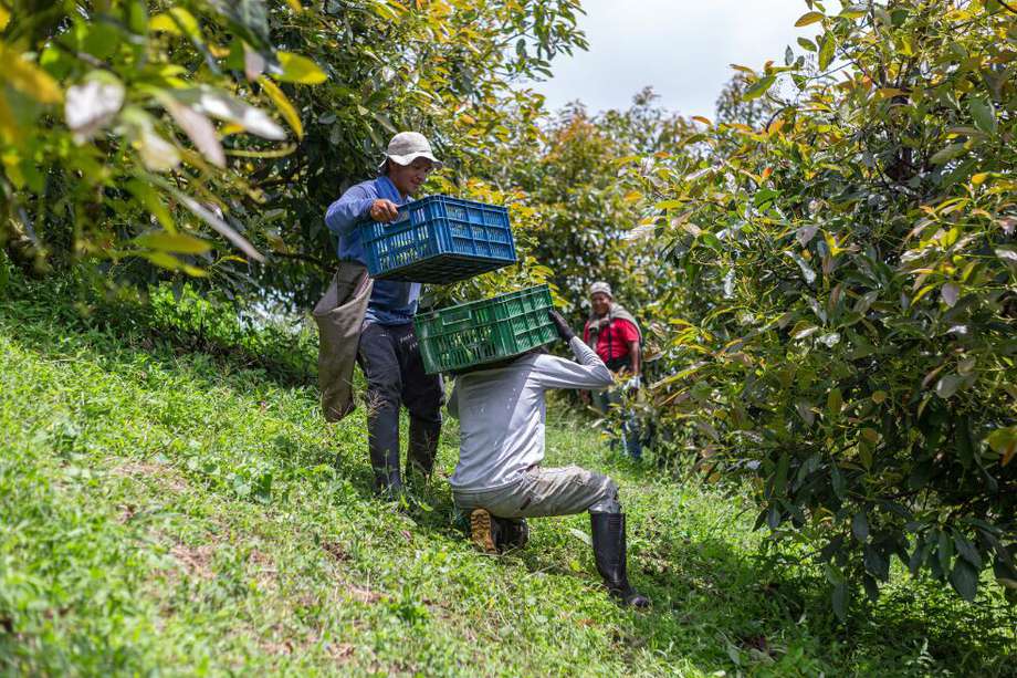 El aguacate Hass es uno de los cultivos que más fuerza han tomado en departamentos del Pacífico, como lo es el caso del Cauca. 