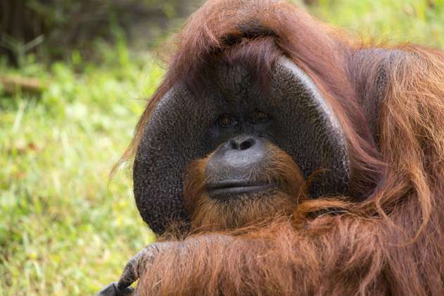 Murió Chantek, el orangután que se comunicaba con lenguaje de señas