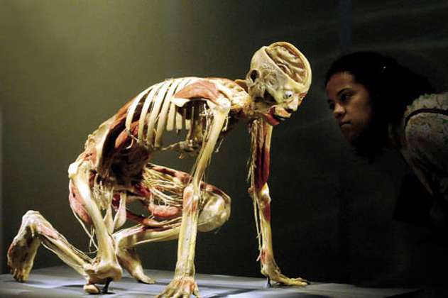 Regresa a Bogotá "Bodies", la exposición con cuerpos humanos reales 