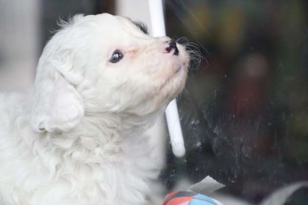 Rescatan 27 animales de comercio de mascotas en la Av. Caracas, en Bogotá
