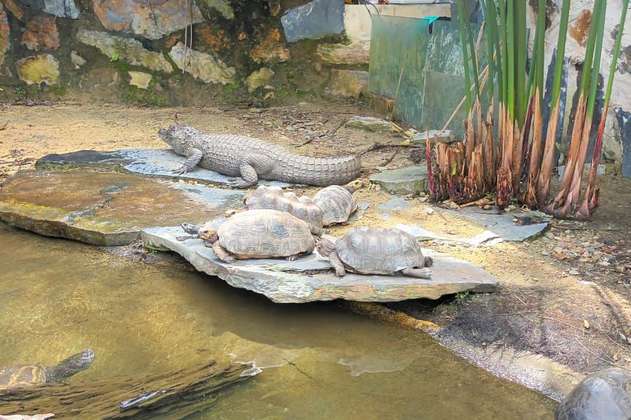 Incautaron más de 60 animales silvestres de un parque recreativo de Cundinamarca