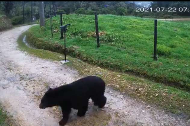 En video: un oso de anteojos se pasea por zona rural de Bogotá