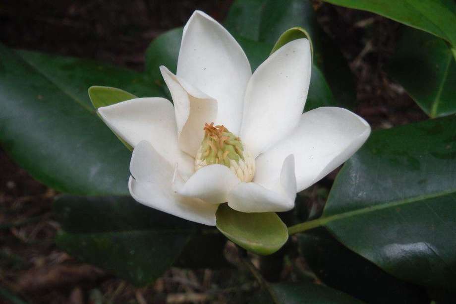 Una de las plantas "perdedoras" es la Magnolia ekmanii, en estado de peligro crítico y que solo se encuentra en Haití.