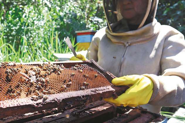 En Santander quieren que la madera ilegal ayude a salvar a las abejas