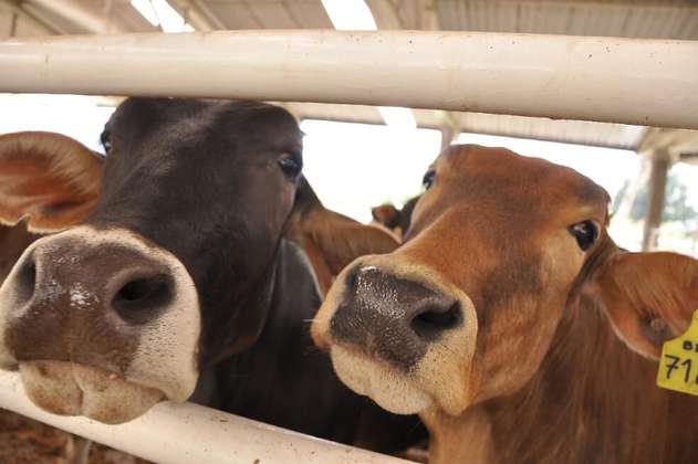 Mindeporte solicita que la carne que se comercializa en Colombia esté libre de boldenona