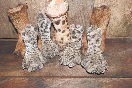 En las veredas, las patas de jaguar se pueden vender entre 5 mil y 10 mil pesos.  / Olber Llanos