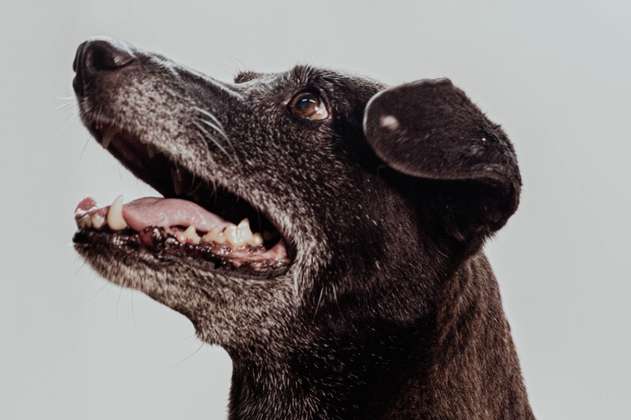 ¡Pantera fue adoptada! La perra más longeva de un Centro de Bienestar consiguió hogar