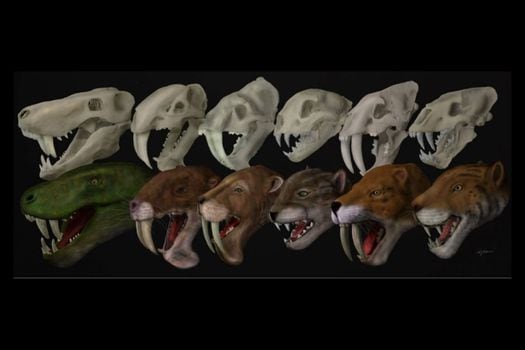 Cráneos y reconstrucciones de la vida de las seis especies diferentes de dientes de sable utilizadas en el estudio.