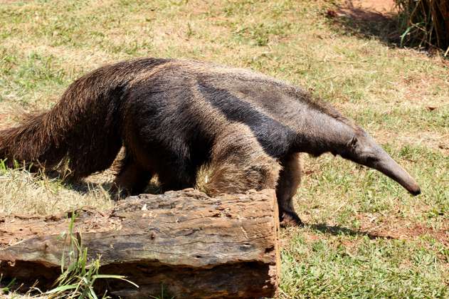 Luego de 23 años, nace el primer oso hormiguero en el Zoo de Cincinnati, en EE.UU.