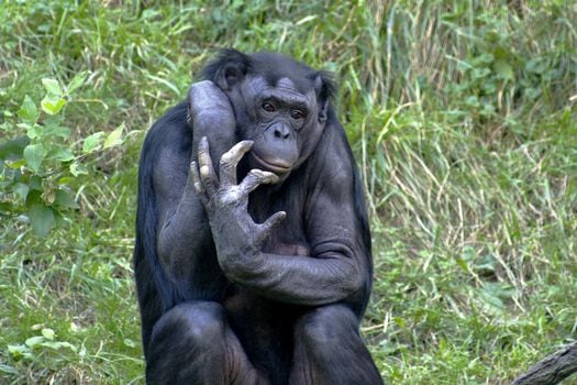 Bonobo en el Zoo de Cincinnati, mayo de 2005. / Wikipedia