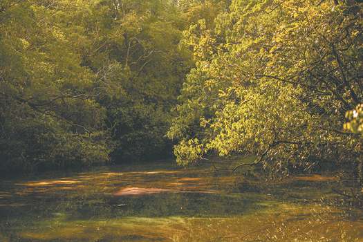 La Orinoquía alberga una gran riqueza de biodiversidad. Es hogar de miles de especies. 