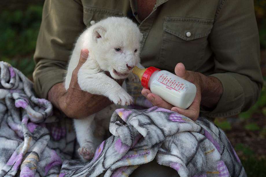 White King, nacido el 31 de mayo, es el primer león blanco que viene al mundo en un parque zoológico en España.