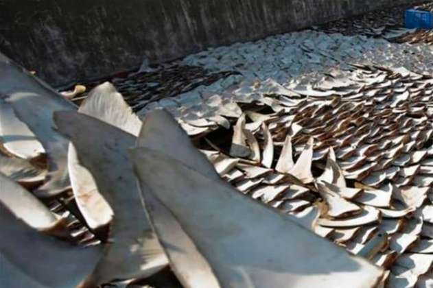 Canadá prohíbe la importación y distribución de aletas de tiburón