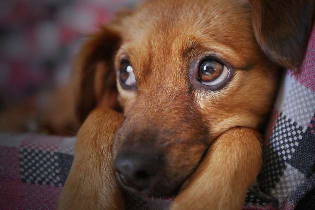 Las 5 razas de perros medianos más populares: ¿quisieras adoptar alguno?