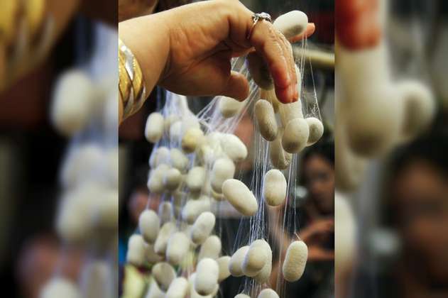 Científicos chinos usan seda para fabricar tornillos de fijación craneal
